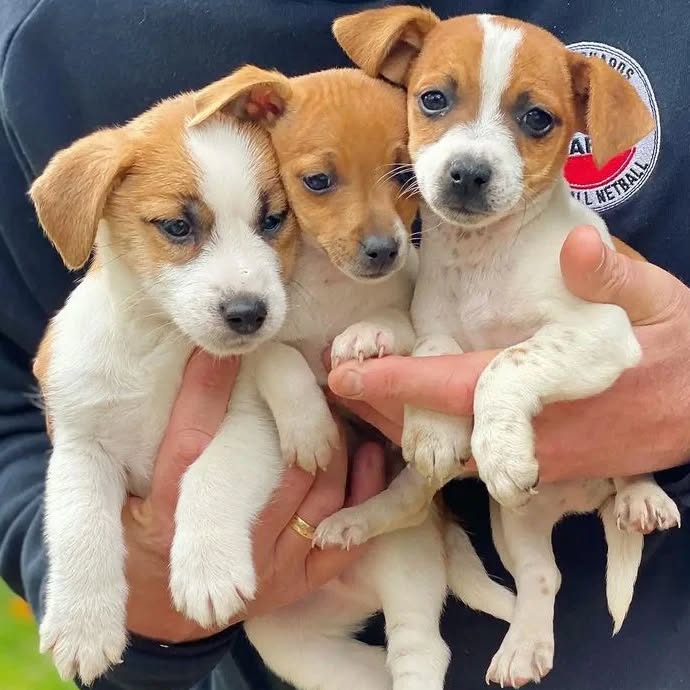 rjrt_puppies_1679414388_3063472382417394586_56332603947